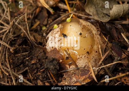 Recentemente emergenti rotto stinkhorn funghi uovo Foto Stock
