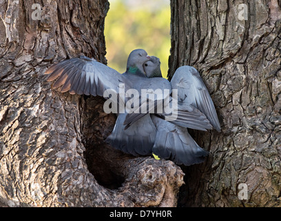 Coppia di stock colombe, Columba oenas, visualizza il corteggiamento, mentre appollaiato sul foro albero. Molla. Regno Unito Foto Stock