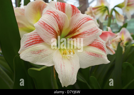 Close-up di grande bianco e rosa fiore amaryllis. Foto Stock