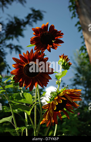 Big Red girasoli contro il cielo blu e chiaro al giorno d'estate e di sole. Foto Stock