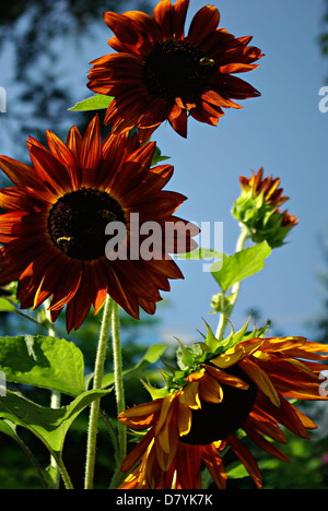 Big Red girasoli contro il cielo blu e chiaro al giorno d'estate e di sole. Foto Stock