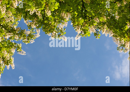 Fiori luminosi di Aesculus albero sul cielo blu Foto Stock