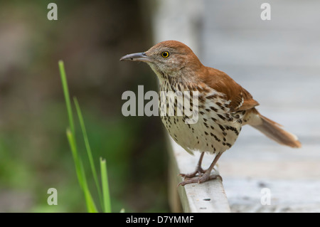 Thrasher marrone (Toxostoma rufum), Alta Isola, Texas Foto Stock