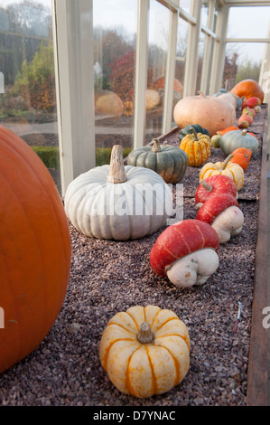 Ampia varietà di raccolti e colorati di fresco, mature, zucche invernali, zucche & zucche visualizzato nella serra giardino dalla finestra - North Yorkshire, Inghilterra, Regno Unito. Foto Stock