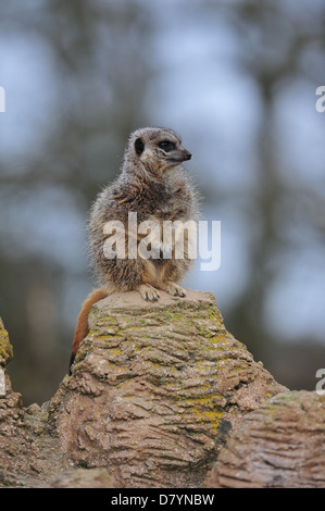 Meerkat (Suricata suricatta) Foto Stock