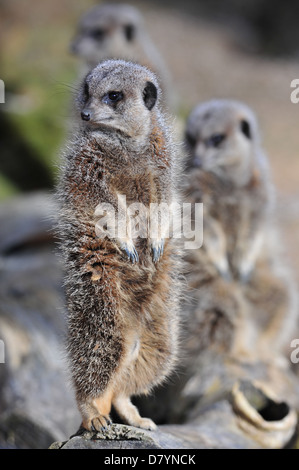 Meerkats (Suricata suricatta) Foto Stock