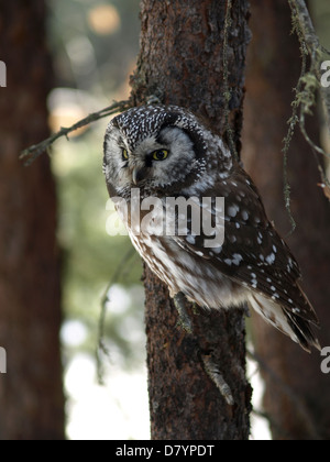 Un selvaggio gufo boreale in Interior Alaska. non è prigioniera. Gufi boreali sono circa 6 pollici di altezza e sono comuni nella foresta boreale. Foto Stock