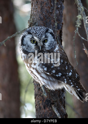 Un selvaggio gufo boreale in Interior Alaska. non è prigioniera. Gufi boreali sono circa 6 pollici di altezza e sono comuni nella foresta boreale. Foto Stock