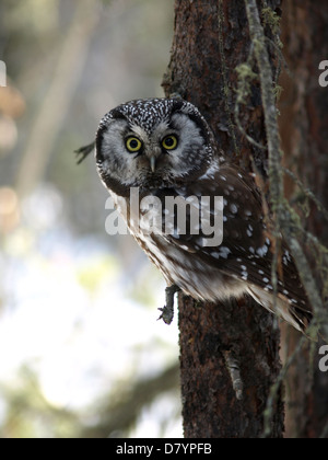 Un selvaggio gufo boreale in Interior Alaska. non è prigioniera. Gufi boreali sono circa 6 pollici di altezza e sono comuni nella foresta boreale. Foto Stock