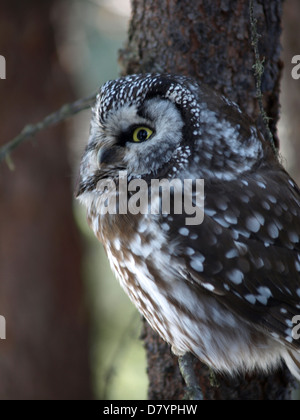 Un selvaggio gufo boreale in Interior Alaska. non è prigioniera. Gufi boreali sono circa 6 pollici di altezza e sono comuni nella foresta boreale. Foto Stock