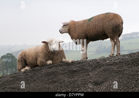 2 animali da fattoria (pecora) sul mucchio di pietre le une accanto alle altre, 1 giacente & fissando fotocamera e uno in piedi dal suo lato - North Yorkshire, Inghilterra, Regno Unito Foto Stock
