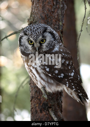 Un selvaggio gufo boreale in Interior Alaska. non è prigioniera. Gufi boreali sono circa 6 pollici di altezza e sono comuni nella foresta boreale. Foto Stock