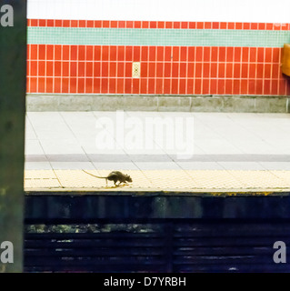 Un grosso ratto è visibile sulla piattaforma del 149Street Subway Station nel Bronx a New York Foto Stock