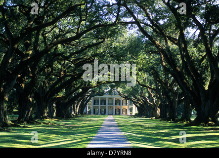 Elk283-3270 Louisiana, Mississippi River Valley, Oak Alley Plantation, 1839, Live Oak Alley Foto Stock