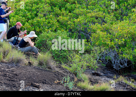 I turisti scattare delle foto di un marine iguana su Isabela Island, Isole Galapagos Foto Stock