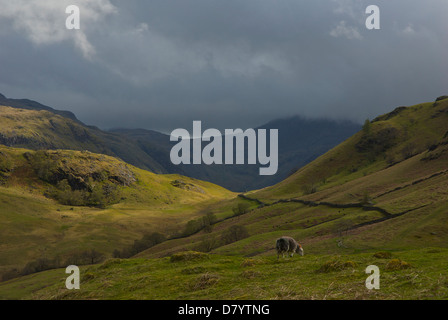 Herdwick pecora su The Borrowdale Fells, Parco Nazionale del Distretto dei Laghi, Cumbria, England Regno Unito Foto Stock