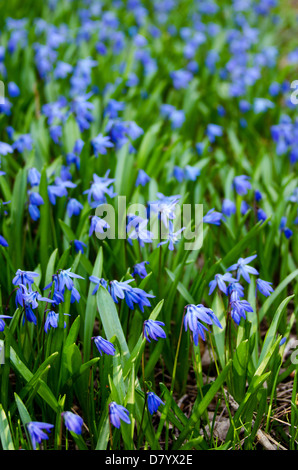 Vista ravvicinata di blue Scilla siberica fiori. Foto Stock