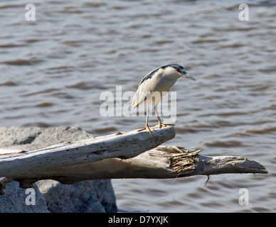 Nitticora in appoggio su un registro driftwood dal bordo dell'acqua con occhio vigile Foto Stock