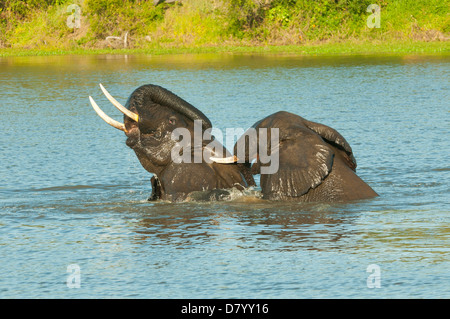 Gli elefanti a giocare a Sabi Sands - Mpumalanga in Sudafrica Foto Stock