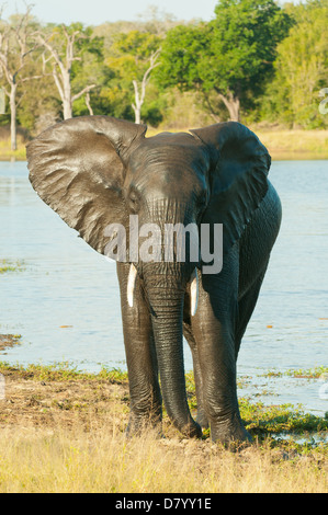 Elephant giocando a Sabi Sands - Mpumalanga in Sudafrica Foto Stock