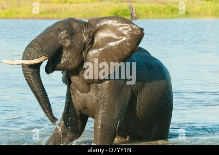 Elephant giocando a Sabi Sands - Mpumalanga in Sudafrica Foto Stock