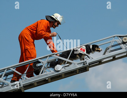 Cane di salvataggio su fireladder Foto Stock