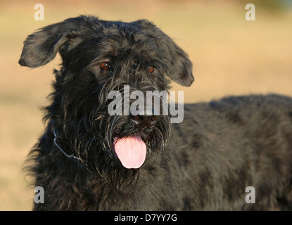 Schnauzer gigante ritratto Foto Stock