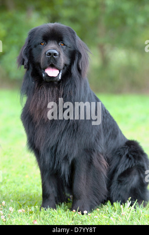 Newfoundlander Foto Stock
