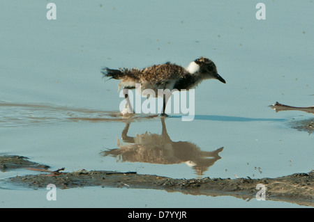 Fabbro Plover Chick a Khwai River, Okavango Delta, Botswana Foto Stock