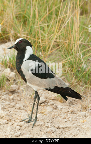 Fabbro Plover presso il Parco Nazionale di Etosha, Namibia Foto Stock