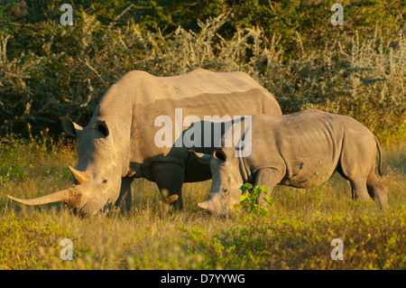 Coppia di rinoceronte bianco in Ongava, nei pressi di Etosha NP, Namibia Foto Stock