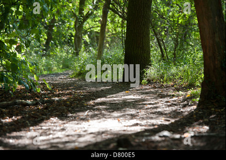 Woodland ambientato con luce, foglie, alberi e un sentiero in Hylands Park, Chelmsford, Essex, Inghilterra Foto Stock