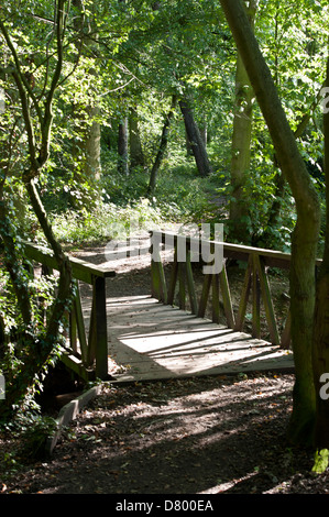 Woodland ambientato con luce, foglie, alberi e un sentiero in Hylands Park, Chelmsford, Essex, Inghilterra Foto Stock