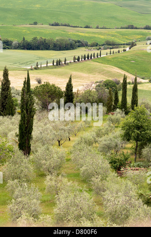 Alberi di olivi e cipressi sulle colline della Toscana vicino a Montepulciano Foto Stock