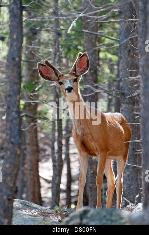 Mule Deer giovane maschio Foto Stock