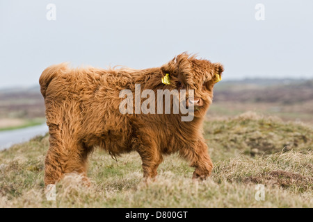 Bestiame dell'altopiano Foto Stock