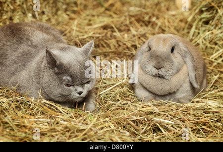 British Shorthair cat e lop coniglio nel fienile Foto Stock