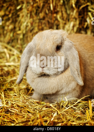 Grigio-lop earred coniglio nel fienile, close up Foto Stock