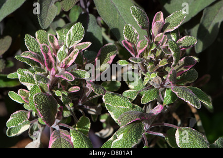 Tricolore di salvia (Salvia officinalis) cresce in una posizione soleggiata in un giardino inglese. 2013. Foto Stock