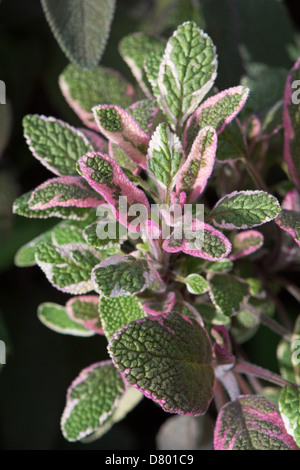 Tricolore di salvia (Salvia officinalis) cresce in una posizione soleggiata in un giardino inglese. 2013. Foto Stock