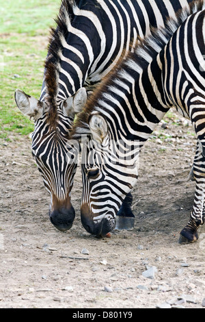 zebra delle pianure Foto Stock
