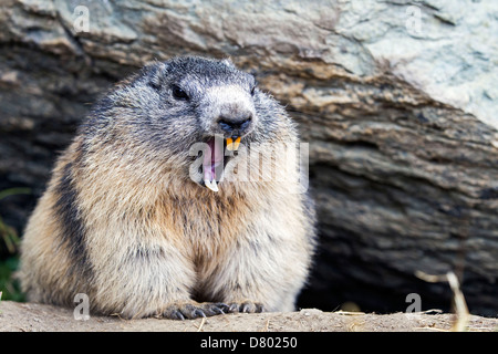 Marmotta alpina Foto Stock