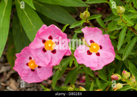 Cistus x purpureus, Rock Rose brillantezza Foto Stock