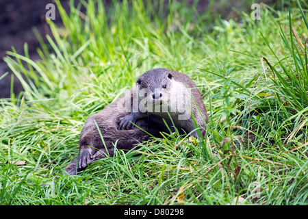 Lontra comune Foto Stock