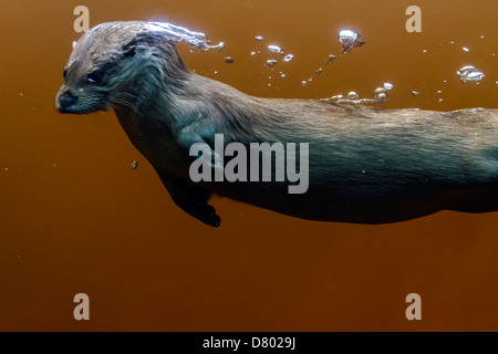 Lontra comune Foto Stock