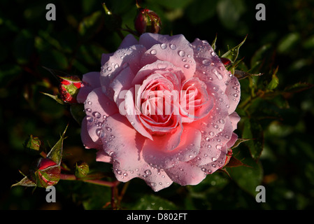 Il ramo di rose e le gocce di pioggia Foto Stock