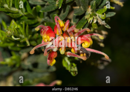 Grevillea fuochi d'artificio Foto Stock