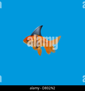 Goldfish indossando pinna di squalo Foto Stock