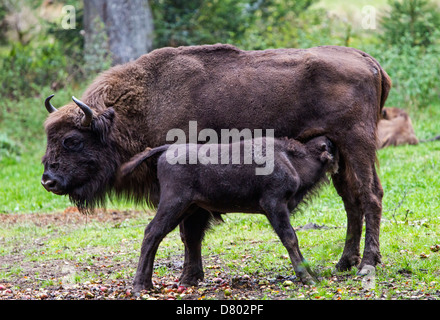 Bisonte europeo Foto Stock