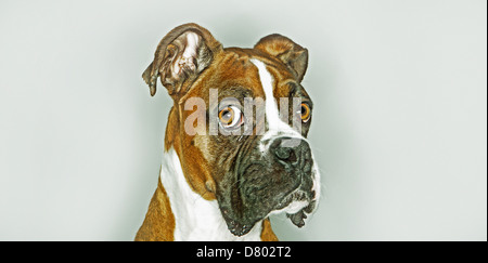 Close up dog face Foto Stock